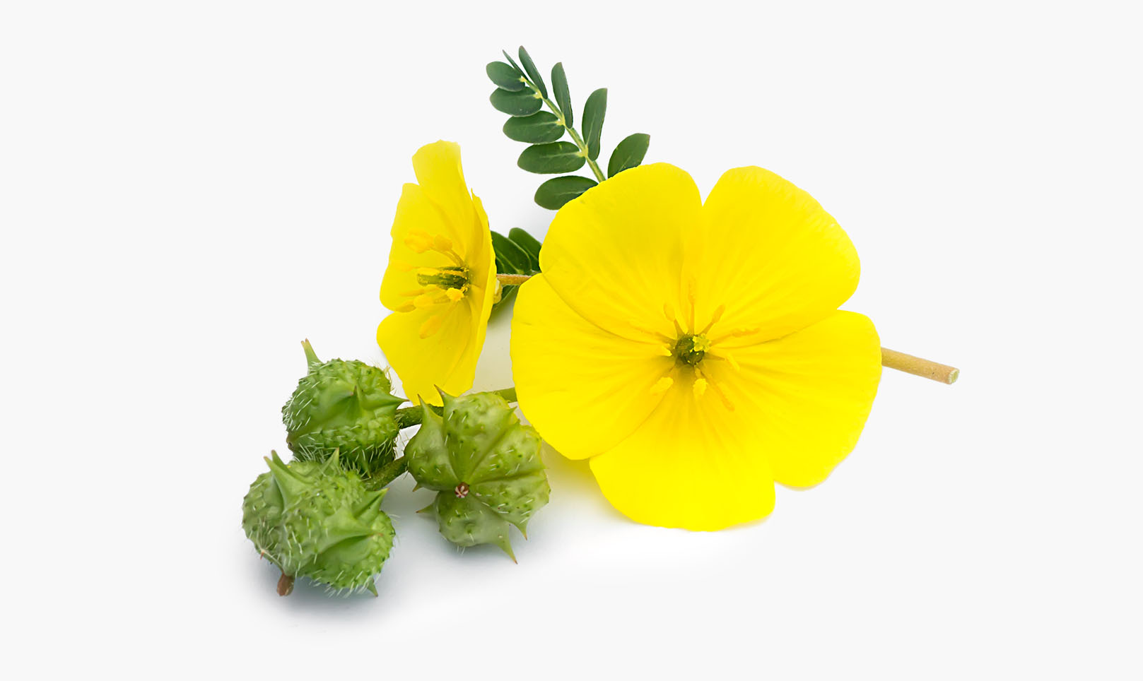 tribulus